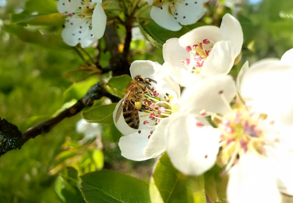 Biene_Apfelbaum-768x1024_vergrößert